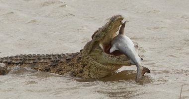 لقاء غير متوقع.. تمساح عملاق يبتلع سمكة قرش فى أستراليا.. صور