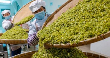 مزاج التنين الأخضر.. حصاد الشاى الصينى فى مزارع بكين