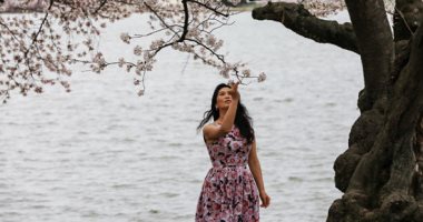 واشنطن بلون الورد.. الربيع يجمل العاصمة الأمريكية ..ألبوم صور
