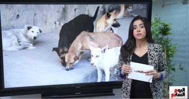أكثر من 400 ألف عضة سنويا.. تفاصيل خطة نقابة البيطريين لحصر الكلاب الضالة (فيديو)