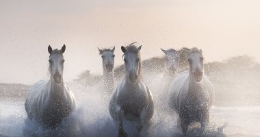 100 صورة عالمية.. "الخيول" كانت فى البدء كالناس برّية تتراكض 