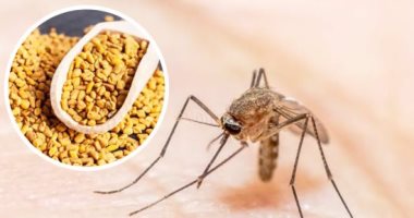 6 علاجات منزلية لمكافحة مضاعفات الملاريا.. أبرزها الحلبة والكركم 