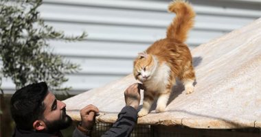 منتجع القط مشمش.. ملجأ للحيوانات المشردة ومصابى الحروب فى سوريا