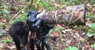 قرد يتقمص دور مصور محترف فى محمية طبيعية بإندونيسيا.. فيديو وصور