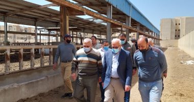 محافظ بورسعيد: محطات التسمين تعمل بطاقة استيعابية 10 آلاف رأس ماشية.. صور