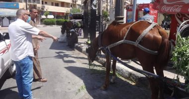 رئيس مدينة الأقصر يؤكد التزام عربات الحنطور بوضع "بامبرز الخيول".. صور