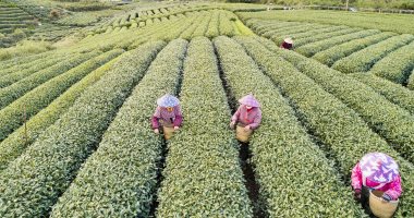 جولة سياحية لتجربة قطف وشراء أوراق الشاى الأخضر فى مزارع صينية.. صور