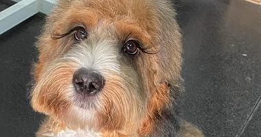 "رموش كلب" تمنحه شهرة كبيرة عبر مواقع التواصل.. للوهلة الأولى تظن أنها مزيفة