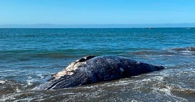 4 حيتان نافقة على سواحل خليج سان فرانسيسكو تثير القلق.. اعرف التفاصيل