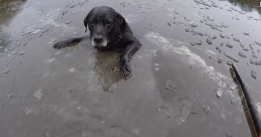 شاب روسى يضحى بنفسه لإنقاذ كلب سقط فى بحيرة متجمدة.. فيديو