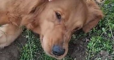 مشهد مؤثر.. كلبة تبكى أثناء الحفر لدفن جرائها بعد وفاتهما.. فيديو وصور