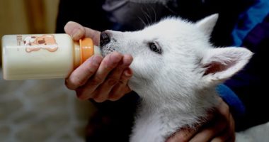 عيد ميلاد الذئب النونو.. الصين تحتفى بولادة 3 ذئاب من فصيلة القطب الشمالى..ألبوم صور 