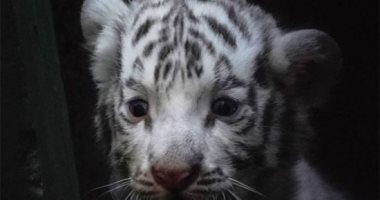 فصيلة النمور النادرة تقتل شبح الانقراض.. ولادة أربع نمور بيضاء بحديقة حيوانات هافانا