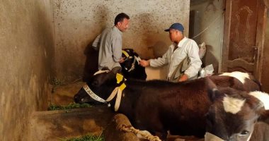 تحصين 76671 رأسا فى حملة للتطعيم ضد مرض الجلد العقدى للأبقار بالدقهلية