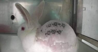 الأرانب ليست للتجارب.. حملة لمنع اختبار مستحضرات التجميل على الحيوانات.. فيديو