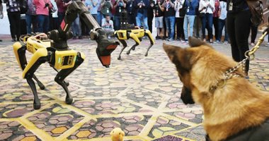 الكلب الروبوت.. كلاب بوليسية إليكترونية لمعرفة أماكن المخدرات والمتفجرات