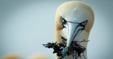 جزيرة باس روك.. أكبر مستعمرة في العالم لطيور الأطيش الشمالية .. ألبوم صور