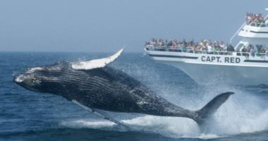 زيارة نادرة.. إيطاليون يستمتعون بحركات الحوت الرمادى على سواحل روما