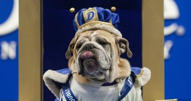 ملك جمال البولدوج.. مسابقة كلاب أمريكية تسعى لرعاية الحيوانات الآليفة