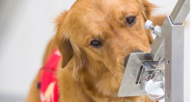 دراسة توضح دقة 3 أنواع من الكلاب فى شم فيروس كورونا بنسبة تتجاوز 85٪