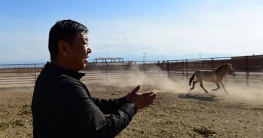 العودة للطبيعة.. الصين تعيد تأهيل فصيلة خيول نادرة للحفاظ عليها من الانقراض..ألبوم صور