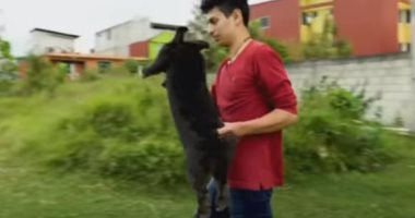 طبيب مكسيكى يربى أرانب عملاقة لاستخدامها فى دراسات طبية.. فيديو