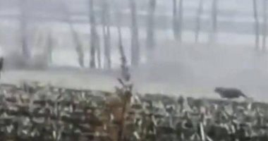 نمر سيبيرى يحاول الإنقضاض على سكان قرية في مقاطعة صينية.. فيديو 