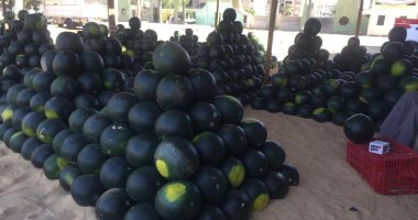 نقيب الفلاحين: نتائج فحص وزارة الزراعة لعينات محصول البطيخ أنصفت المزارعين