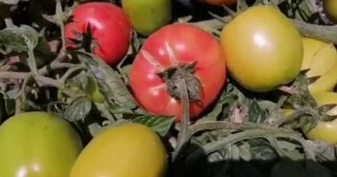 "زراعة دمياط": الرى بالتنقيط أعطى إنتاجية عالية للطماطم