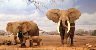 الأفيال تغادر الطبيعة.. شبح الانقراض يطارد أفيال ساحل العاج
