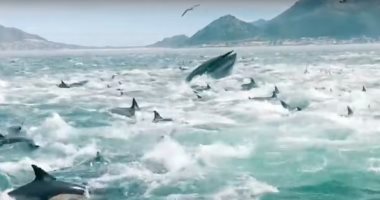 مشهد مذهل لمئات الدلافين والحوت الأحدب وهم يتناولون الأسماك فى جنوب إفريقيا