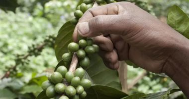  اكتشاف حبة نادرة تعيد الأمل لإحياء صناعة القهوة في سيراليون