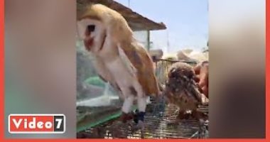 سوق الجمعة بالسيدة عائشة.. أقدم استراحة مفتوحة لبيع الحيوانات النادرة (فيديو)