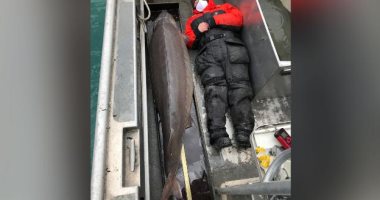 "وحش النهر".. سمكة ضخمة عمرها 100 عام عثر عليها فى نهر أمريكى
