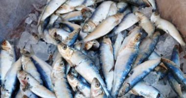 تموين الإسكندرية: ضخ أسماك طازجة ومملحة بتخفيضات 30% بمناسبة عيد الفطر