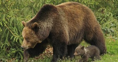 الحملة البيئية الأوروبية تتهم أمير دولة ليختنشتاين بقتل أكبر الدببة فى القارة