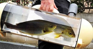 شركة يابانية تبتكر حقيبة للسير بالأسماك الحية فى الشوارع
