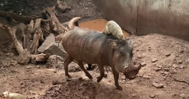 "تيمون وبومبا" يتحولان لحقيقة فى حديقة حيوان بأدغال أفريقيا .. صور