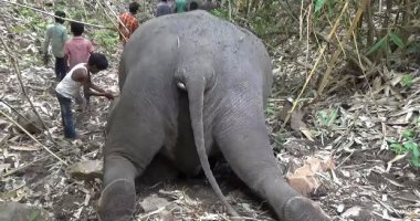 نفوق 18 فيلا فى الهند بسبب البرق.. وشكوك حول تعرضها للتسمم (فيديو)