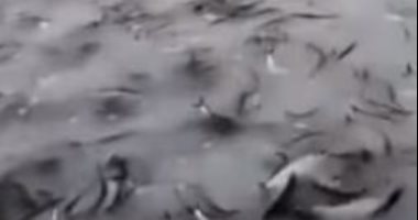 أعداد هائلة من سمك الرنجة تطفو على سطح بحيرة روسية.. فيديو