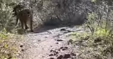 لحظة مواجهة مثيرة بين رجل وأسد جبلى في ولاية يوتا الأمريكية.. فيديو