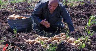 تعرف على جهود وزارة الزراعة فى مشروع حصر ومكافحة مرض العفن البنى فى البطاطس