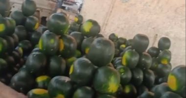 حورس وجيزة وطاووس.. شاهد أشهر أنواع البطيخ فى سوق المراغة بسوهاج