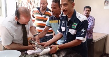 تطعيم الكلاب واستخراج 2400 رخصة بمستشفى الحيوانات الأليفة ببورسعيد.. فيديو وصور