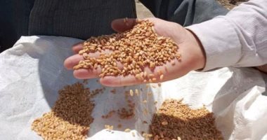 السنابل الذهبية تتربع عرش الصدارة بمحافظة الشرقية وتوريد 620 ألف طن من القمح