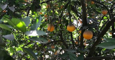 البرتقال الصيفى يزين أشجار وجنايين تفهنا العزب فى الغربية.. صور وفيديو