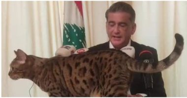 قطة تقتحم مؤتمرا صحفيا لسياسى لبنانى.. شاهد ماذا فعل.. فيديو