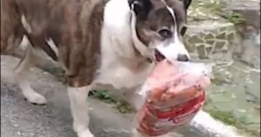 جاب أكله بنفسه.. كلب يسرق كيس "نقانق" من محل جزارة فى البرازيل.. صور