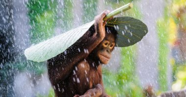 شمس ومطر.. طرق مبتكرة للحيوانات البرية للحماية من التقلبات الجوية..ألبوم صور
