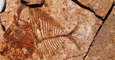 جامعة المنصورة تكتشف حفرية لسمكة عمرها 56 مليون سنة بصحراء مصر الشرقية
